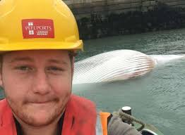 Whale stuck to ship at Sheerness docks