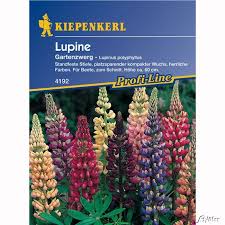 Lupinen gehören zu der familie der hülsenfrüchte und bilden samen, die ähnlich wie erbsen. Lupinen Gartenzwerg Lupinus Polyphyllus Mehrjahrige Blumen Garten Schluter