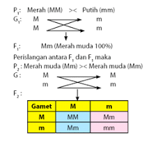 Aug 19, 2021 · contoh soal pts 1 kelas 7 smp mts k13 tahun pelajaran 2021/2022 amongguru.com. Persilangan Intermediet Genetika5 Genevol
