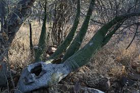 Image result for Adenia fruticosa