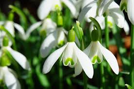 Set during the time between discord's reign and princess luna's transformation into nightmare moon. Single Snowdrop Bulbs Galanthus Nivalis Available Now Uk Delivery Naturescape