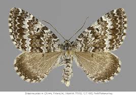 Image result for Entephria polata