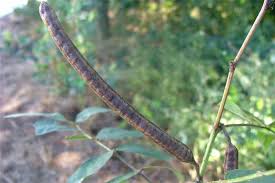 Image result for Senna occidentalis