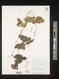 Image result for Momordica boivinii