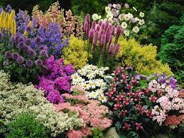 What Is A Perennial Plant Inexpensive Landscaping Colorful Landscaping Small Flower Gardens