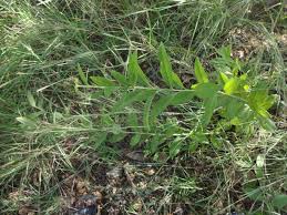 Image result for Blepharispermum