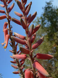 Image result for Aloe christianii