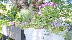 Image result for sanvitalia combine in pots