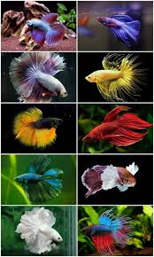 Betta Fish Species Nano Aquarium Nano Fish Fish Freshwater Aquascapes Fresh Water Nano Aquarium Aquascape