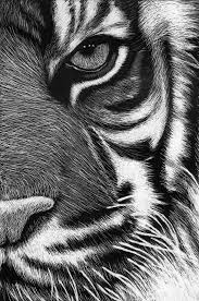 Scratchboard Tigre By Roman Novikov On Deviantart Scratchboard Art Tiger Art Scratchboard