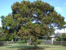 If you follow this procedure correctly with quality bark you can yield 20 grams of dmt crystals from 1kg of root bark overview: Acacia Confusa Wikipedia