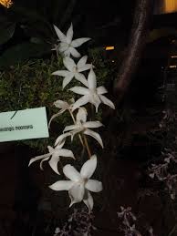 Image result for Aerangis collum-cygni