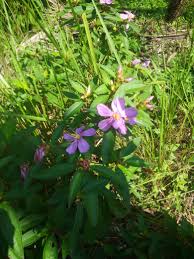Small purple flowers in grass name. Beautiful Purple Flowers But Do Not Know His Name Steemkr