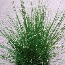 Image result for Isolepis