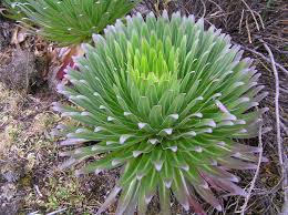 Image result for Lobelia chireensis