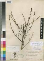 Image result for Sorindeia katangensis