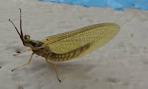 Image result for Ephemeridae