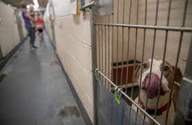 Maybe you would like to learn more about one of these? Free Pet Adoptions At Indianapolis Animal Care To Ease Overcrowding