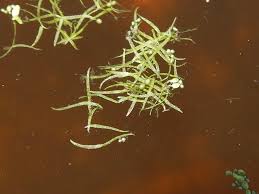 Image result for Wolffiella