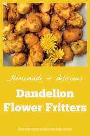 Homemade Dandelion Flower Fritters Recipe Wild Edibles Recipes Food Curry Recipes