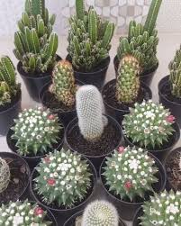 Cactus Plants House Plants In 2020 Mini Cactus Garden Cactus House Plants Cactus Plants