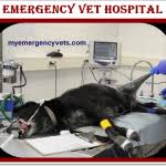 Enter your zip code & find info on low cost vet. 24 Hour Emergency Vet Animal Hospital Reviews