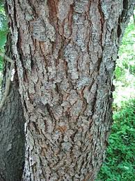 Image result for Prunus serotina