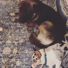 If you love your animal, you can count on the fe animal hospital to care for your pet with love and compassion. Santa Fe Animal Hospital 12 Reviews Veterinarians 521 S St Francis Dr Santa Fe Nm Phone Number