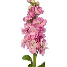 Image result for Matthiola