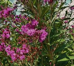 Image result for Vernonia natalensis