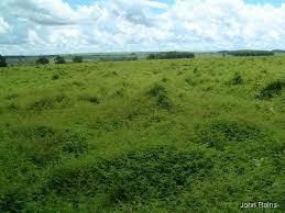 Image result for Aeschynomene bullockii