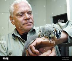 Flying squirrel animal hi-res stock photography and images