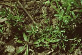 Image result for Galium