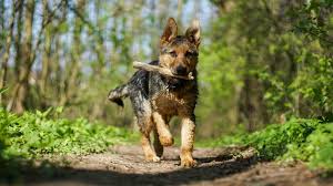 It is very important that you allow your puppy quality sleep during the day. 6 Month Old German Shepherd Behavior Solve Puppy Problems Shepherd Sense