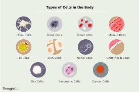 11 different types of cells in the human body