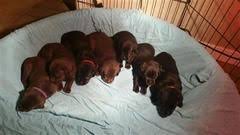 Bend spay & neuter clinic: Akc Chocolate Black Lab Puppies Puppies And Dogs For Sale Pets Classified Ad Lab Puppies Black Lab Puppies Dogs For Sale