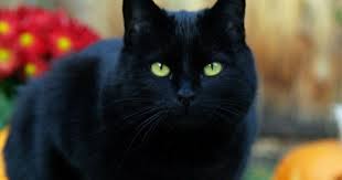 Maybe you would like to learn more about one of these? Arti Mimpi Kucing Dan Tafsir Mimpi Kucing Hitam Menurut Islam Dan Primbon Jawa Dunia Teknik
