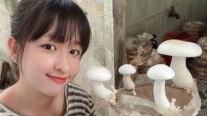 Niềm đam mê nấm của cô gái xứ Sen Hồng