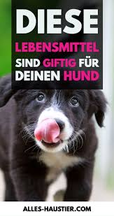 Was Durfen Hunde Nicht Essen Alles Haustier Hunde Giftige Lebensmittel Fur Hunde Haustier