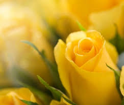 Resultado de imagen para ROSAS AMARILLAS