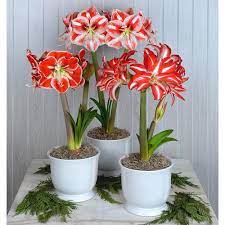 Amaryllis Candy Stripe Trio Amaryllis Amaryllis Bulbs White Flower Farm