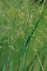 Image result for Panicum nervatum