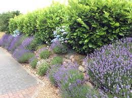 Dann denken sie über die pflanzung einer kirschlorbeerhecke nach. Die Schonste Hecke Fur Deinen Garten 10 Tolle Vorschlage Willkommen In Franks Kleinem Garten