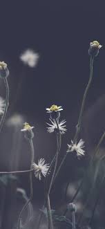 Maybe you would like to learn more about one of these? Flower Wallpaper For Iphone 8 Novocom Top