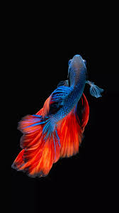Pin By Ahmed Darwish On Wallpaper Betta Fish Types Siamese Fighting Fish Fish Painting