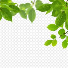10 gambar daun vektor png gratis untuk desain vektor anda admin. Green Grass Background Png Download 1000 1000 Free Transparent Leaf Png Download Cleanpng Kisspng