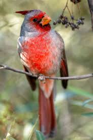 Backyard Birds Of Arizona Desert Pyrrhuloxia Pet Birds Pretty Birds Beautiful Birds