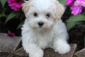 Find all breeds of puppies for sale and dogs for adoption near you in indianapolis, fort wayne, gary, south bend or indiana. Pin By Katherine Sundar On Havanese Obsession Havanese Puppies For Sale Havanese Puppies Havanese For Sale