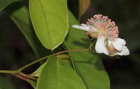 Image result for Tetracera boiviniana