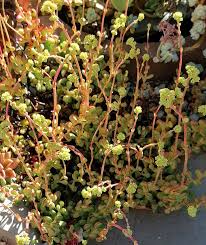 Image result for Gomphocarpus semilunatus